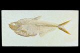 6.7" Fossil Fish (Diplomystus) - Green River Formation - #130237-1